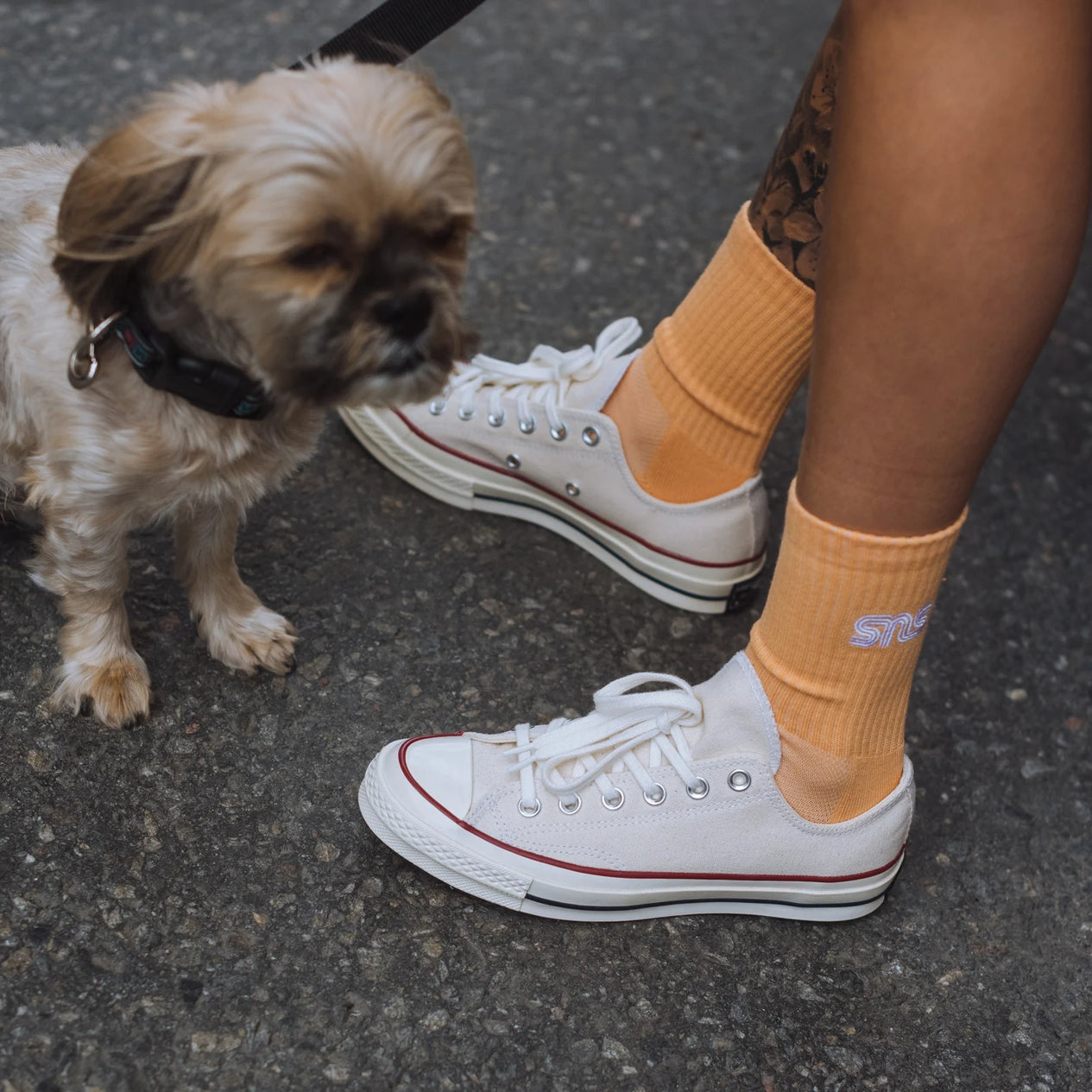 CT70 PARCHMENT LOW CUT(生成り)162062C